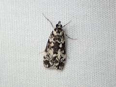 Scoparia exhibitalis