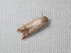 Tachystola hemisema