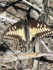 Papilio polyxenes rudkini