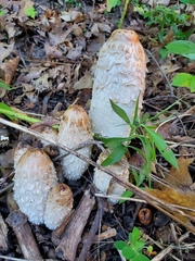 Coprinus