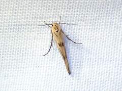 Stathmopoda melanochra
