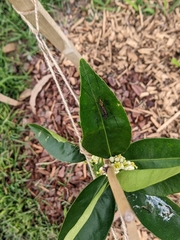 Nephrotoma australasiae