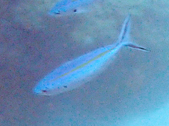Caesio caerulaurea