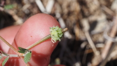 Kallstroemia californica
