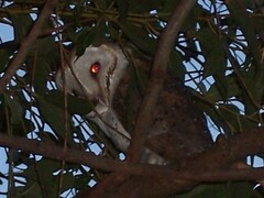 Tyto alba delicatula