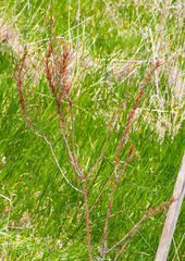 Allocasuarina paludosa