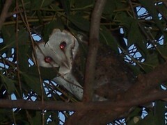Tyto alba delicatula