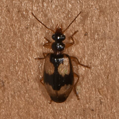 Lebia fuscata