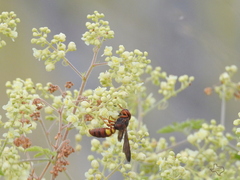 Cerceris bicornuta