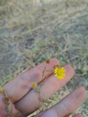Pulicaria paludosa