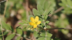 Kallstroemia californica