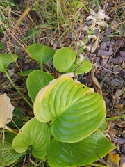 Hosta
