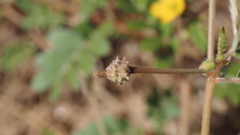 Kallstroemia californica