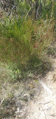 Allocasuarina distyla