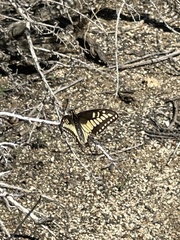 Papilio polyxenes rudkini