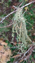 Evernia divaricata