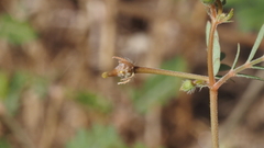 Kallstroemia californica
