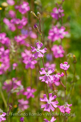 Silene scabriflora