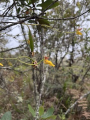 Cyrtochilum aureum