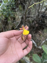 Cyrtochilum aureum
