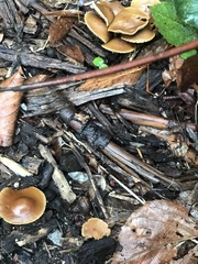 Gymnopus