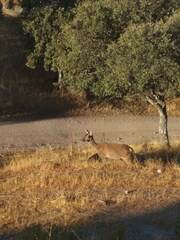 Cervus elaphus elaphus