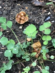 Gymnopus