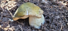 Tricholoma equestre