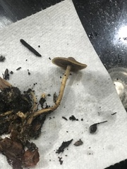 Gymnopus