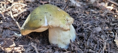 Tricholoma equestre