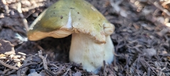 Tricholoma equestre