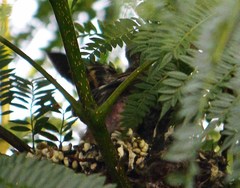 Spinus psaltria