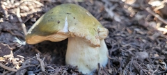 Tricholoma equestre