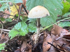 Leratiomyces squamosus