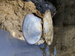 Lasmigona complanata