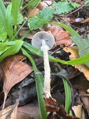 Leratiomyces squamosus