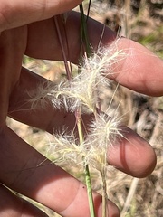 Andropogon ternarius