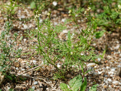 Carrichtera annua
