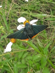 Chalypyge chalybea chalybea