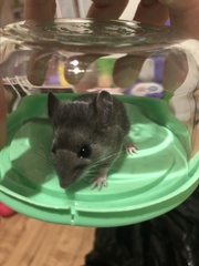 Peromyscus maniculatus