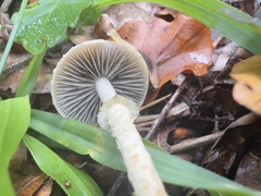 Leratiomyces squamosus