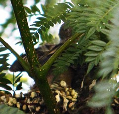 Spinus psaltria