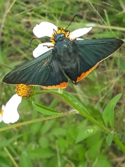 Chalypyge chalybea chalybea