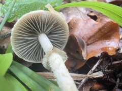 Leratiomyces squamosus