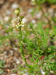 Carrichtera annua