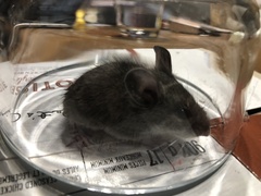 Peromyscus maniculatus