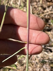 Andropogon ternarius