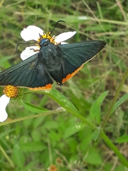 Chalypyge chalybea chalybea