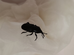 Scyphophorus