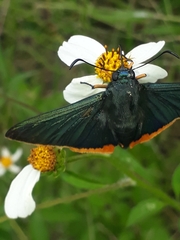 Chalypyge chalybea chalybea